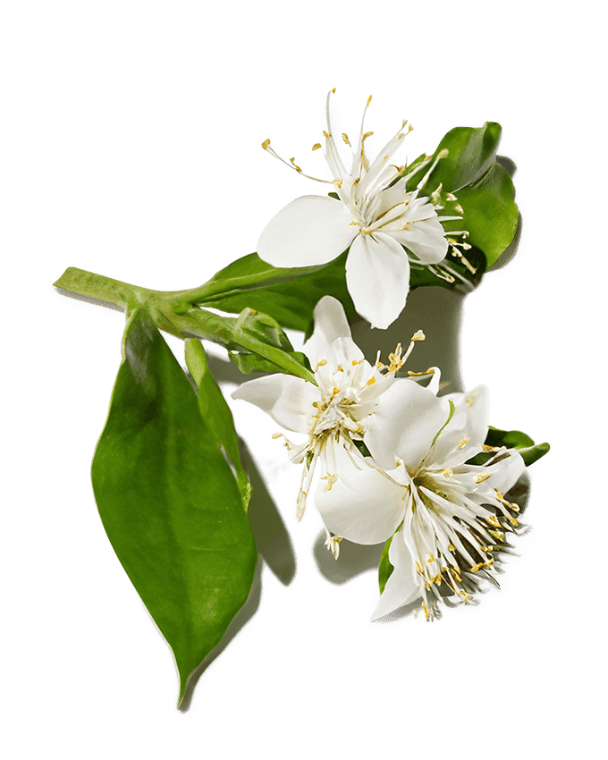 aniseed-myrtle