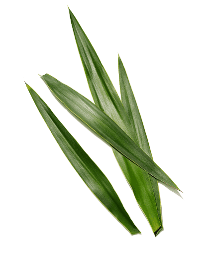 yucca-extract